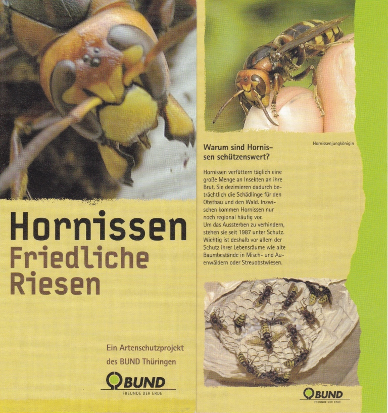 Hornissen - Friedliche Riesen Hornissen - Friedliche Riesen